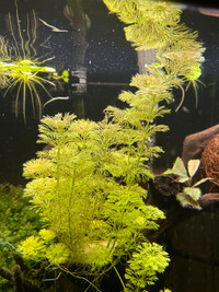Aquarium Plant - Limnophila sessiliflora