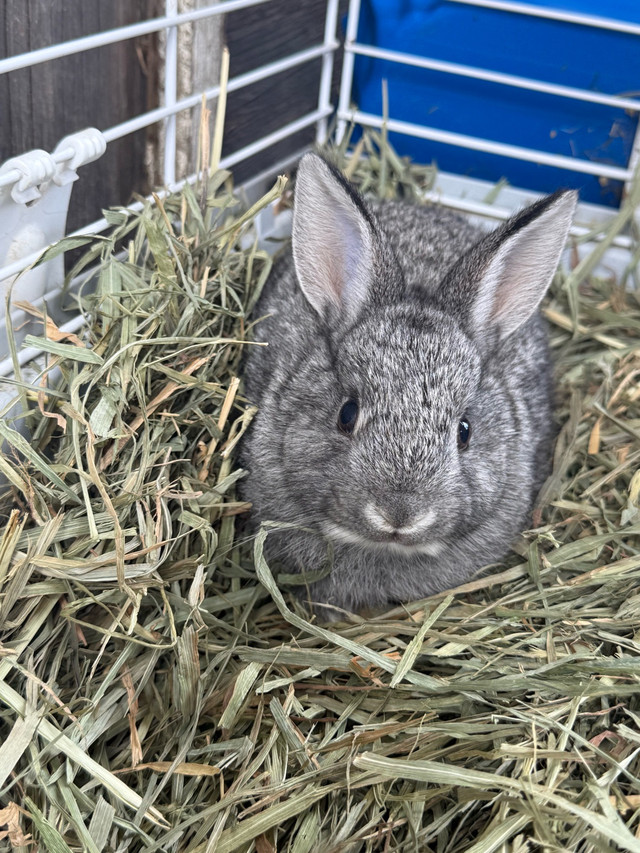 Flemish giant mix babies in Small Animals for Rehoming in Abbotsford