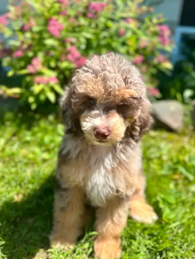 Last Mini Sheepadoodle Puppy, View more