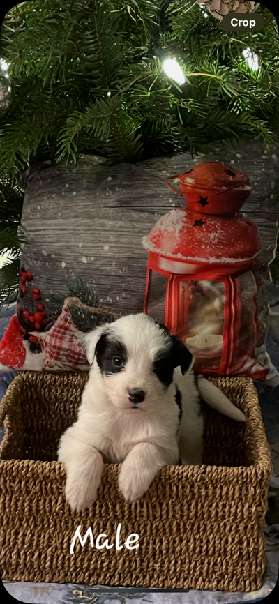 We have 9 beautiful Golden Retriever X Collie pups looking for their new forever homes! We have 5 Ma...