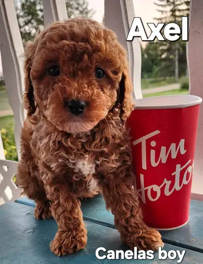 Shihtzu/Poodle Puppies, View more