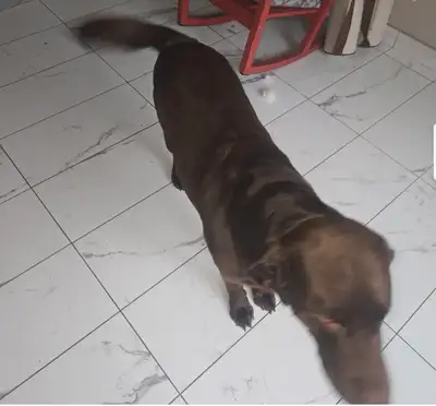 Labrador Retriever, View more