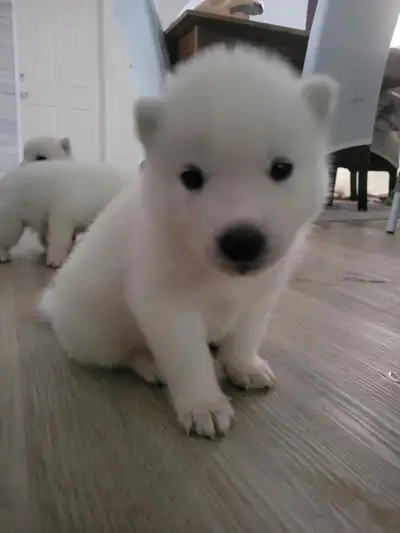 Hi we have five Siberian Husky puppies all pure white,looking for their foever homes. born May 13th...