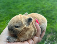 Netherland dwarf bunnies 