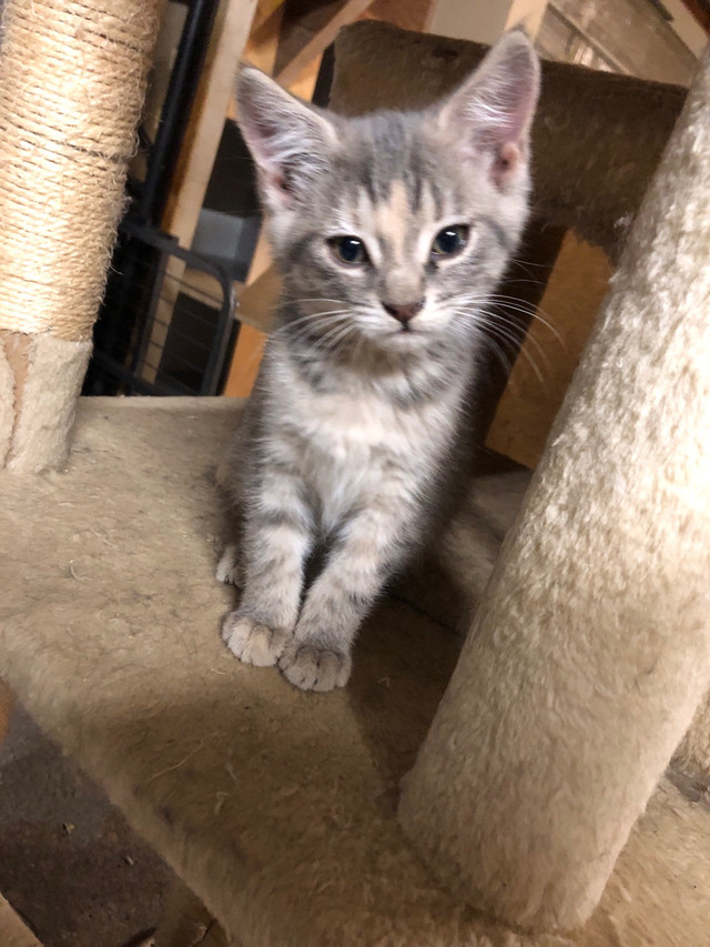 kitten ready for new home in Cats & Kittens for Rehoming in Edmonton - Image 3