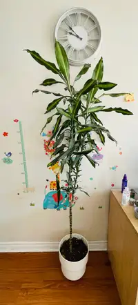 Two beautiful plants - corn plant which is 5.2 ft tall 