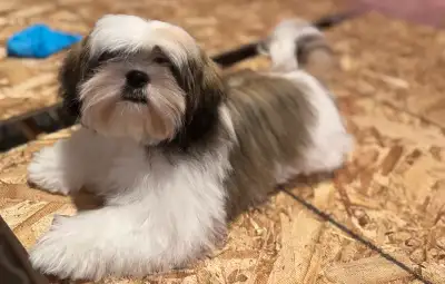 Looking for Shih tzu, View more