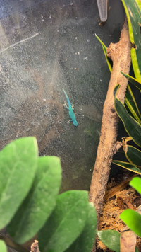 Breeding pair of electric blue day geckos