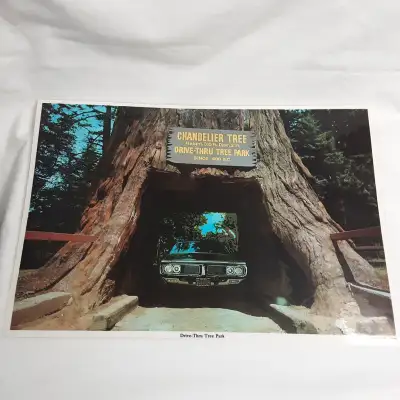 12" high x 17" wide. Double side laminated souvenir puchased in 1974/1975. One of the last trees sta...