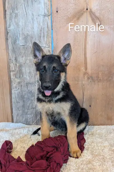 Purebred German Shepherd Puppies, View more