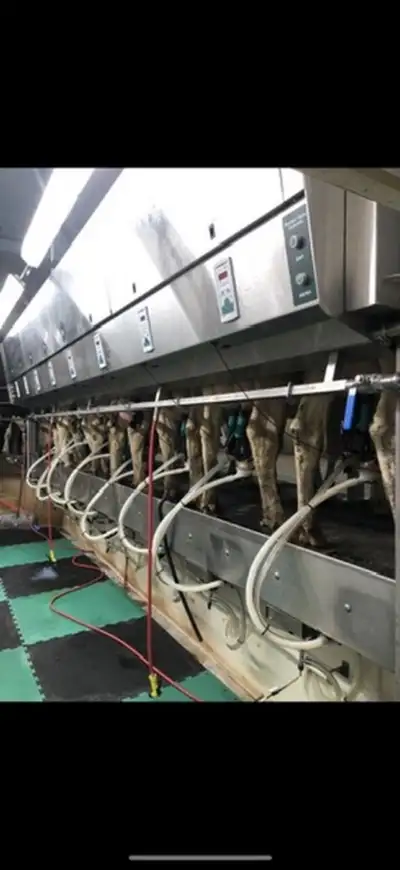 Night Milking position available., View more