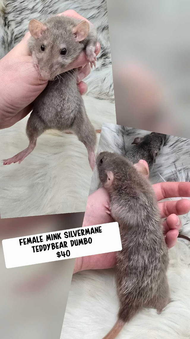 Dumbo rats in Small Animals for Rehoming in Ottawa - Image 2