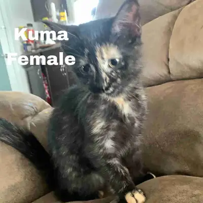 female kittens need home, View more