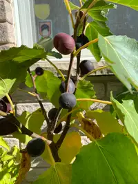 Violette de Bordeaux Figs and Red Mulberry Trees for Sale