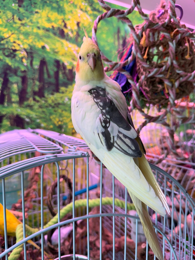 Bird adoption and Sanctuary  in Birds for Rehoming in Oakville / Halton Region - Image 4