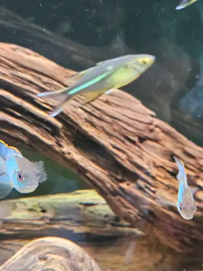 Selling two types of community rainbow fish rainbow furcata and celebs nice size $10 each selling gl...