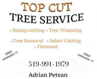 Tree cutting Tree service Windsor Ontario Tree trimming 