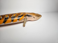 4 year old probably male Northern Blue Tongue Skink