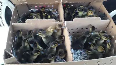 i have a dozen extra ducklings for sale will be in regina and moose jaw today with them. 4 for $30 o...
