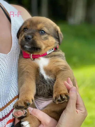 Chiot Bouvier Bernois & Mastif / Labrador, View more
