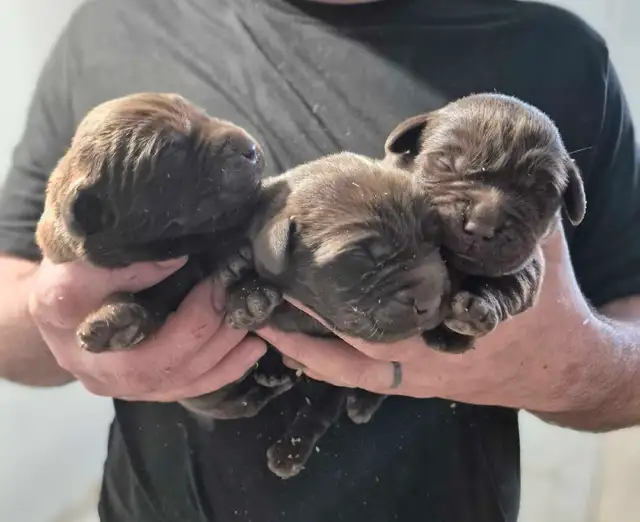 labradors chocolats in Dogs & Puppies for Rehoming in Drummondville - Image 6