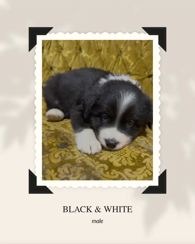 Purebred Australian Shepherd Puppies in Dogs & Puppies for Rehoming in St. Albert - Image 3
