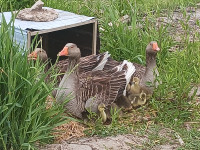 Toulouse goslings 