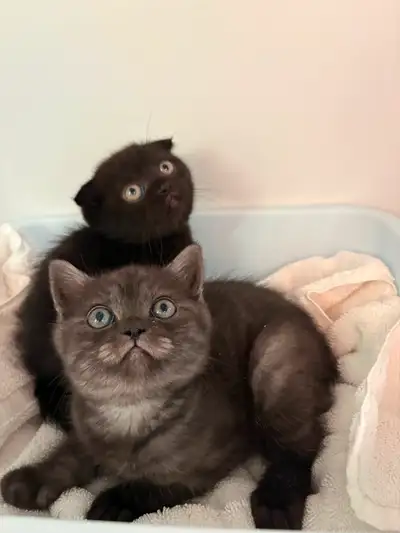 Scottish fold/straight kittens, View more