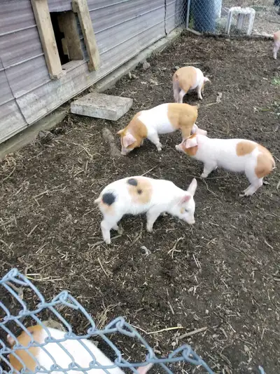 Piglets for sale, View more