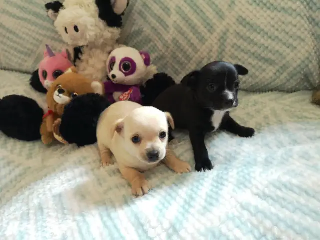 ❤️ VALENTYNE ENTERPRISE ❤️ CHIHUAHUA PUPS READY NOW 705-930-3541 in Dogs & Puppies for Rehoming in Markham / York Region - Image 4