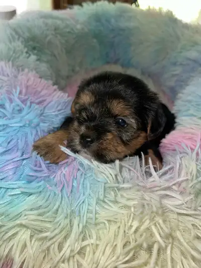 Beautiful Morkie puppies, View more