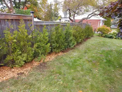 Cedar Hedge , View more