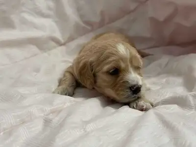 Toy Cockapoo, View more