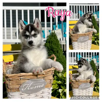Siberian Husky Puppies, View more