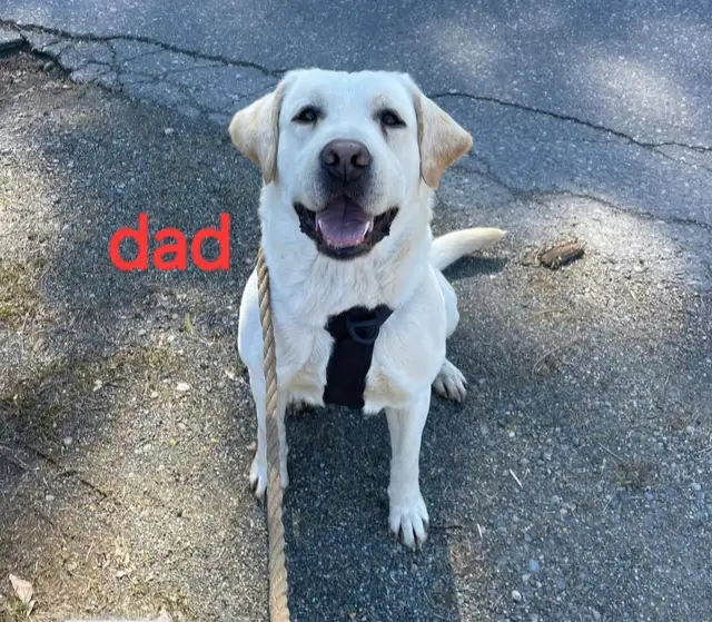 LAB x puppies | Dogs & Puppies for Rehoming | Abbotsford | Free local ...