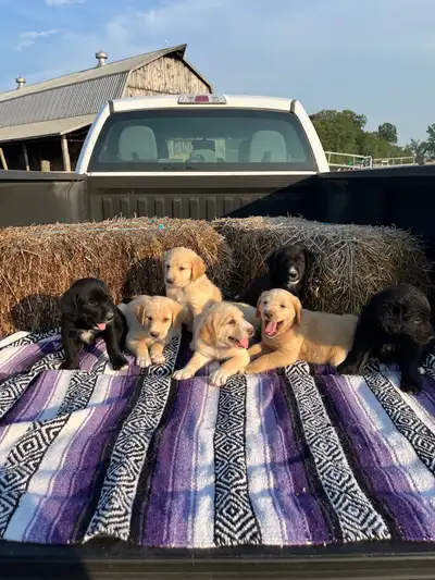 lgd puppies, View more
