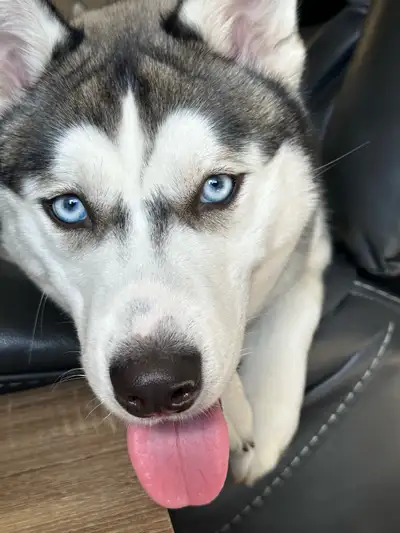Beautiful husky needing a new home, sadly we have to move to Montreal for work and we won’t be able...