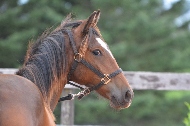 Coming 2yo Warmblood filly in Horses & Ponies for Rehoming in Charlottetown - Image 2