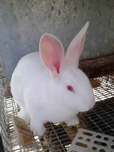 New Zealand White Males and Females available Ready to go anytime. Eating pellets and grass/hay Grea...