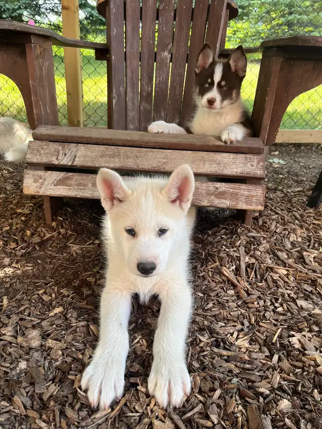 Male Pomsky Pup Ready for his New Home in Dogs & Puppies for Rehoming in Markham / York Region - Image 3