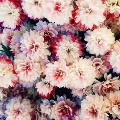 plant lady✨, View more