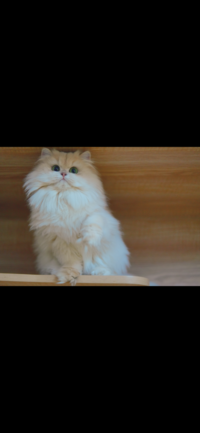 Purebred Lilac Golden-CY12 British Longhair Female Cat Rehome, View more
