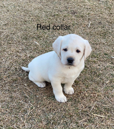 White English Lab Puppies,only 2 females left 