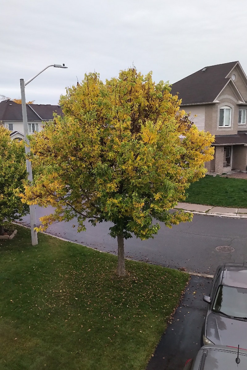 4 Bedroom Semi in Kanata North Long Term Rentals Ottawa Kijiji