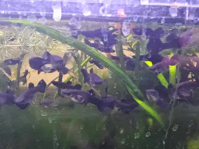 Currently waiting  pick upGuppies, View more