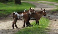 Nigerian Dwarf wethers, castrated goats, dehorned, vaccinated