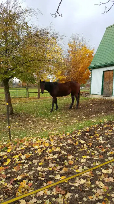 OTTB Gelding, View more