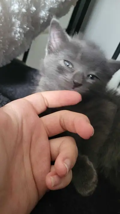 looking for a kitten , View more