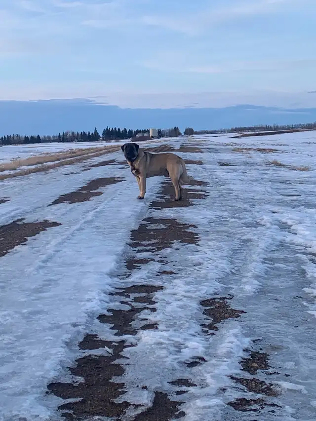 Anatolian Shepherd’s in Dogs & Puppies for Rehoming in Strathcona County - Image 11