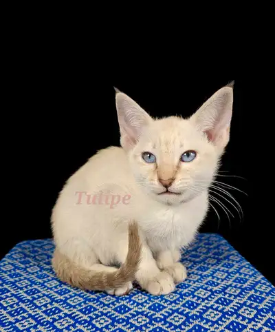 *BAISSE DE PRIX!/REDUCED PRICE!* Chatons Siamois à réserver! Siamese kittens ready to reserve! Détai...